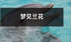 在梦中见到优美绽放的兰花,唤起心灵深处的美丽情感