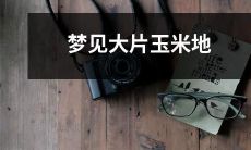 在梦境中遨游:迷失在一片广袤的玉米地里