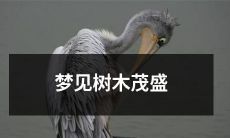 的森林，翠绿的枝叶闪烁着充足的阳光，让人感到舒心和宁静