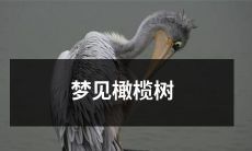 在一个温暖而宁静的夜晚，我梦见了一棵高大、枝叶繁茂的橄榄树：一场绚丽而神秘的梦境，唤醒了我内心深处的感动和思索