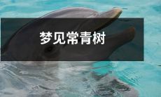 在梦中遇见高大挺拔、长存不衰的常绿树：潜意识中暗示了什么意义？