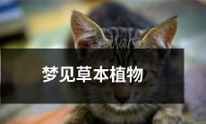 在清晨的森林散步中，我梦见了一丛繁茂的草本植物，颜色鲜艳而妖娆，那美丽的景象常常让我陶醉