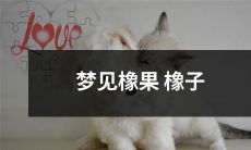 在梦中见到橡果与橡子：我们如何解读这些符号和象征意义？