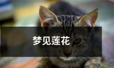 在深邃清澈的池塘中，无尽美丽的莲花绽放：探讨睡眠中梦见莲花的神秘含义