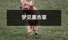 在梦中遇见缤纷薰衣草田园风光，静享爽心悦目芬芳溢香的令人陶醉梦境