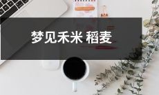 夜晚入梦，身临田野——探寻禾米柔软的秘密，看清被稻麦覆盖的田野奇妙之美