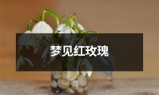 做梦梦见一朵鲜艳的红色玫瑰：其梦境象征和隐含的意义解析