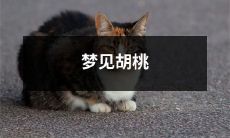 壳:意味深长的梦境,揭示内心情感的潜在暗示——梦见胡桃壳的象征意义分析