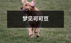 大片种植，穿越时空，探索源头，品尝特色——一个梦幻般的可可豆冒险之旅