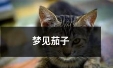 我在梦中看到了一串紫色的茄子，它们巨大而美丽，让我陶醉不已！