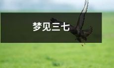 草药杂谈:梦中探寻神奇三七植物的药用价值与文化背景