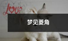 在梦中遇见菱角：探索潜意识、解析象征意义，让你更深刻地理解梦的含义