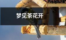 梦中目睹茶花绽放之景：一场令人心旷神怡的美妙体验！