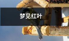 枯叶飘落，心中新绿生——我梦见了缤纷红叶的秋日岁月