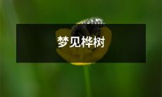 在春日里绽放的梦幻桦树，让我感受到了无限的生命力和自由之美