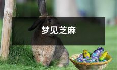 梦见一场神秘、古老而又富有象征意义的芝麻缤纷沉浸式体验！