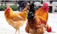 7月将至,光阴似箭,日月如梭,生肖鸡们请注意:6月底可能会有“天塌大事”出现,但大师提示属鸡人打开开运锦囊,让好运不离,祸转为福!