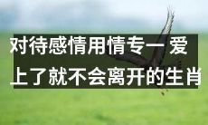 十二生肖中,对待感情绝不花心,坚守专一原则,爱上便永远不会离开的动物们