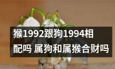 1992年属猴的人和1994年属狗的人，根据生肖配对理论，是否适合在经济上合作？