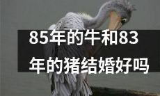 是否可以说85年出生的牛和83年出生的猪缔结婚姻？