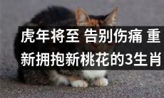 迎接虎年到来,告别过往的伤痛,重新拥抱新桃花之路——三个生肖的新篇章