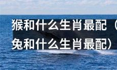 猴与哪些生肖最佳搭配，兔应搭配哪些生肖？