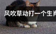 凭借风吹草动猜测所指的生肖
