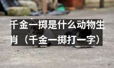 千金一掷打一字，究竟是哪个生肖？让我们一同揭秘这个谜团！