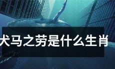 什么生肖对应着犬马之劳这个典故？