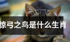 什么生肖被形容为“惊弓之鸟”，这是指哪种动物？