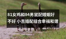 小吉婚配组合：81岁女鸡和84岁男鼠的婚姻，探讨幸福和谐的可能性