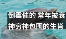 深受不幸影响的生肖在常年里饱受衰神和穷神的围绕和包围