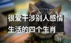 四大爱干预他人感情生活的生肖，他们为何总是觉得需要指导别人的情感抉择？