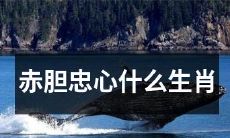 能够表现出赤胆忠心品质的十二生肖中，哪一个是最符合的？