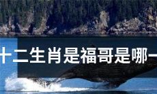 请问根据十二生肖来说，福哥属于哪个生肖呢？
