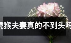 虎猴夫妻是否真的可以长久维持关系而不走到尽头?