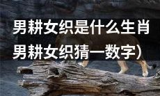 尝试重新构思一个更加引人入胜的标题：