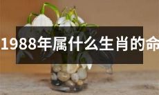 根据中国传统生肖，1988年出生的人属于哪个生肖？