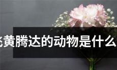 哪些生肖代表着成功、繁荣和迅速发展?