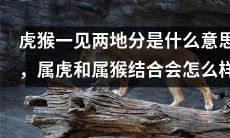虎猴一见两地分的寓意是什么?如果属虎和属猴在一起,会带来怎样的影响?
