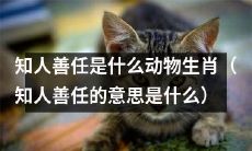 生肖是什么？了解知人善任的含义和对人际关系的重要性