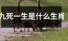 哪个生肖被称为“九死一生”？