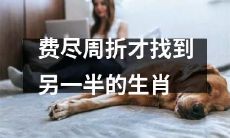 费尽周折才找到真命爱人的十二生肖