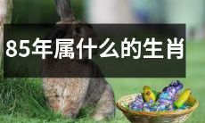 根据中国十二生肖的循环,对于出生于1985年的人而言,他们的生肖是什么?