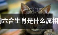 请问狗属于六合生肖的哪一个属相呢？