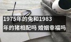 婚姻可以幸福吗?一个1975年的兔子和1983年的猪能否成功搭配?