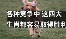 这四大生肖在众多竞争中具备优势，很容易取得胜利