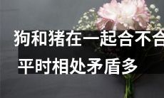 狗和猪的相处之道:是否能融洽共处?日常争执频发的矛盾点走向分析