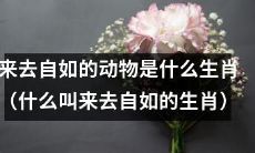 什么是"来去自如"的生肖？探究哪些动物符合这个标准