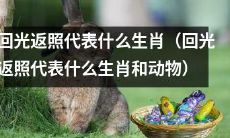 何种生肖和动物被称为“回光返照”的代表？